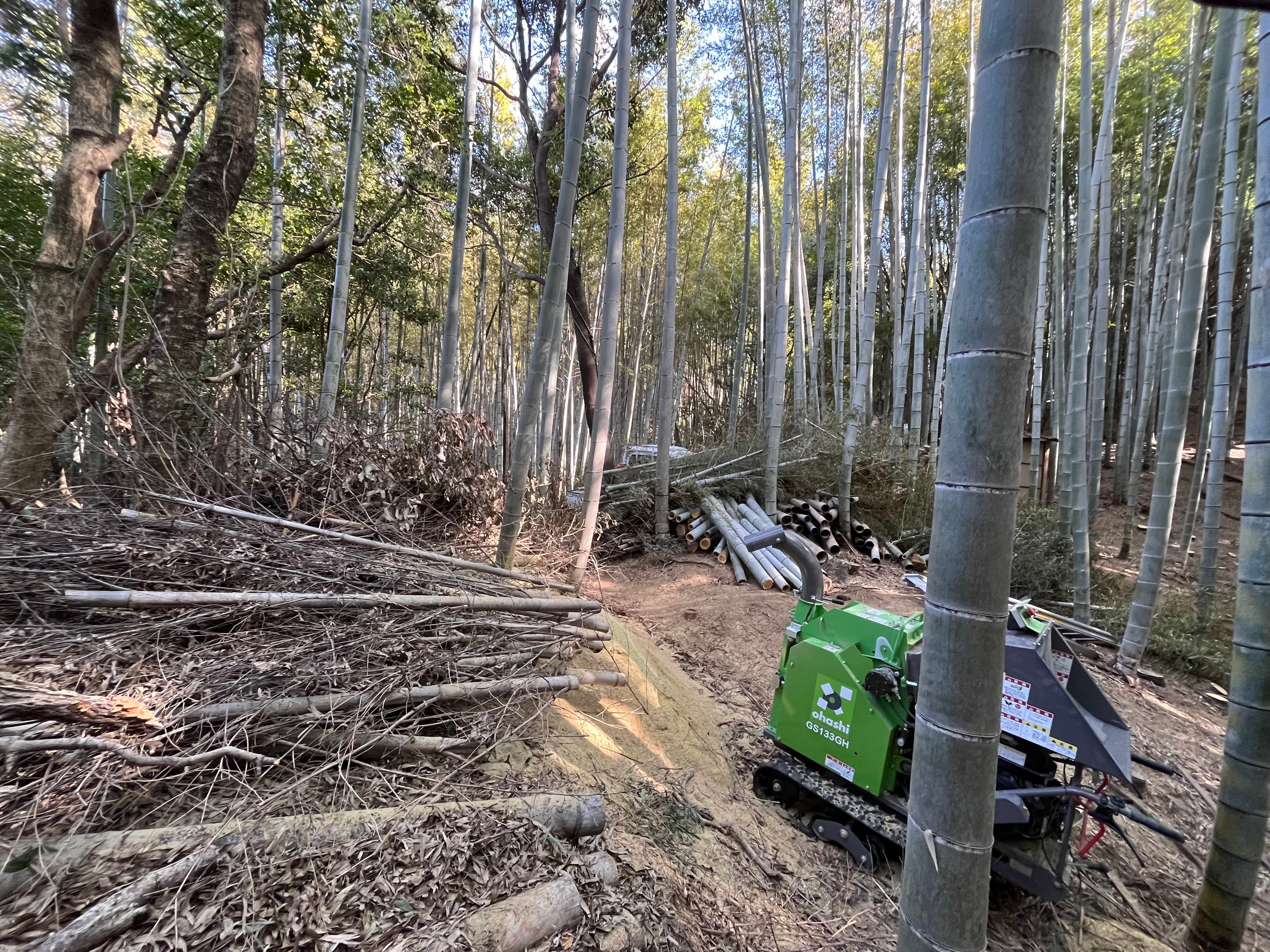 竹林 1