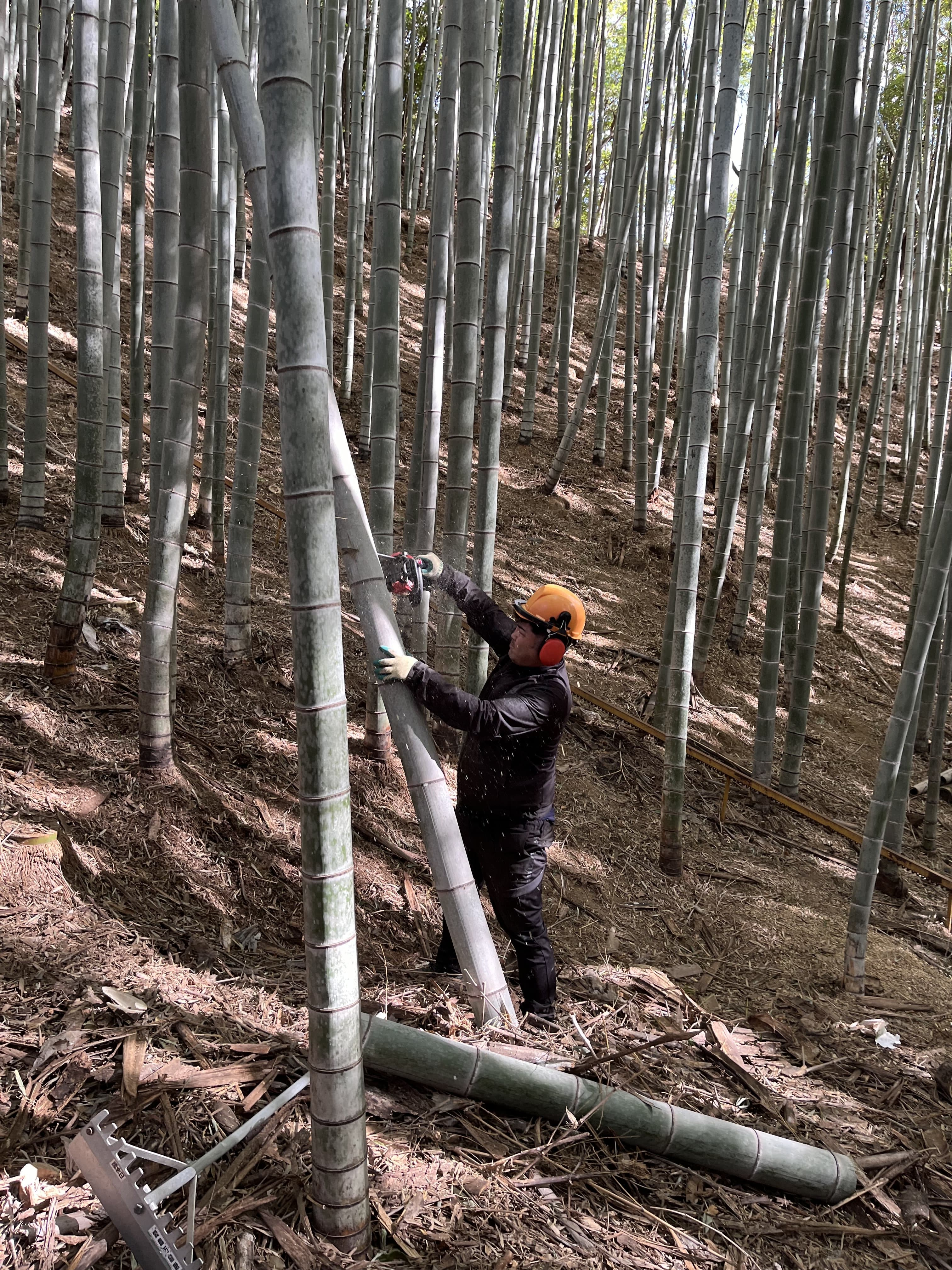 竹林