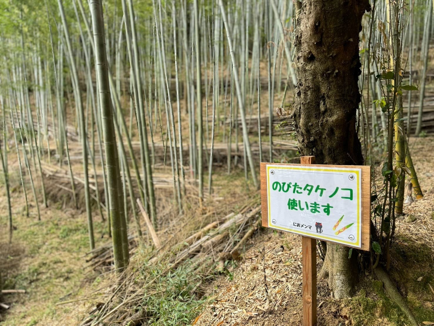 たけのこ買い取ります
